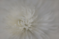 Chrysanthemum