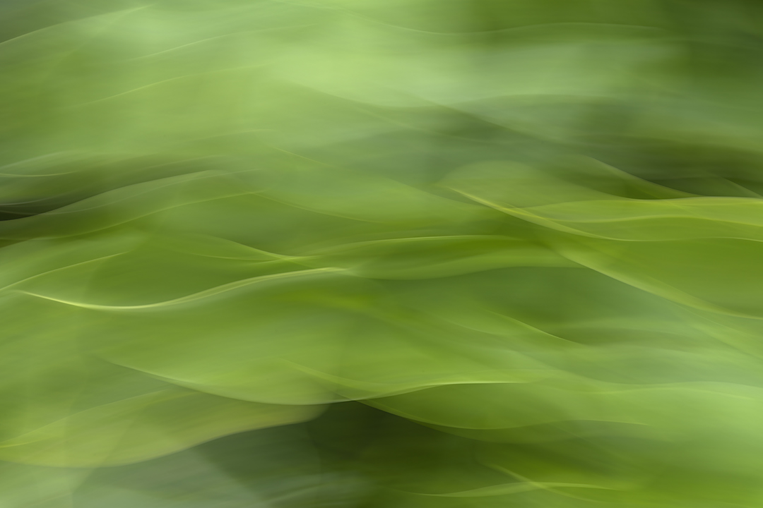 Dancing calla leaves