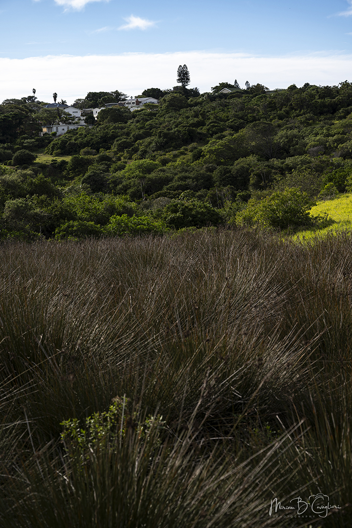 Mervyn's Trail
