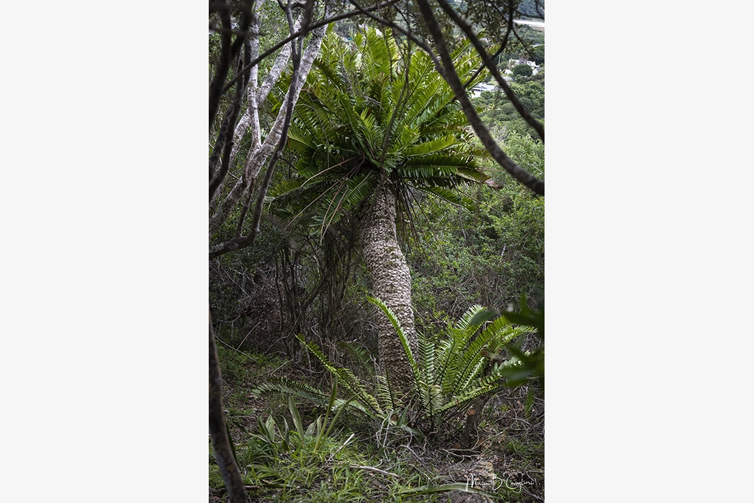 Mervyn's Trail
