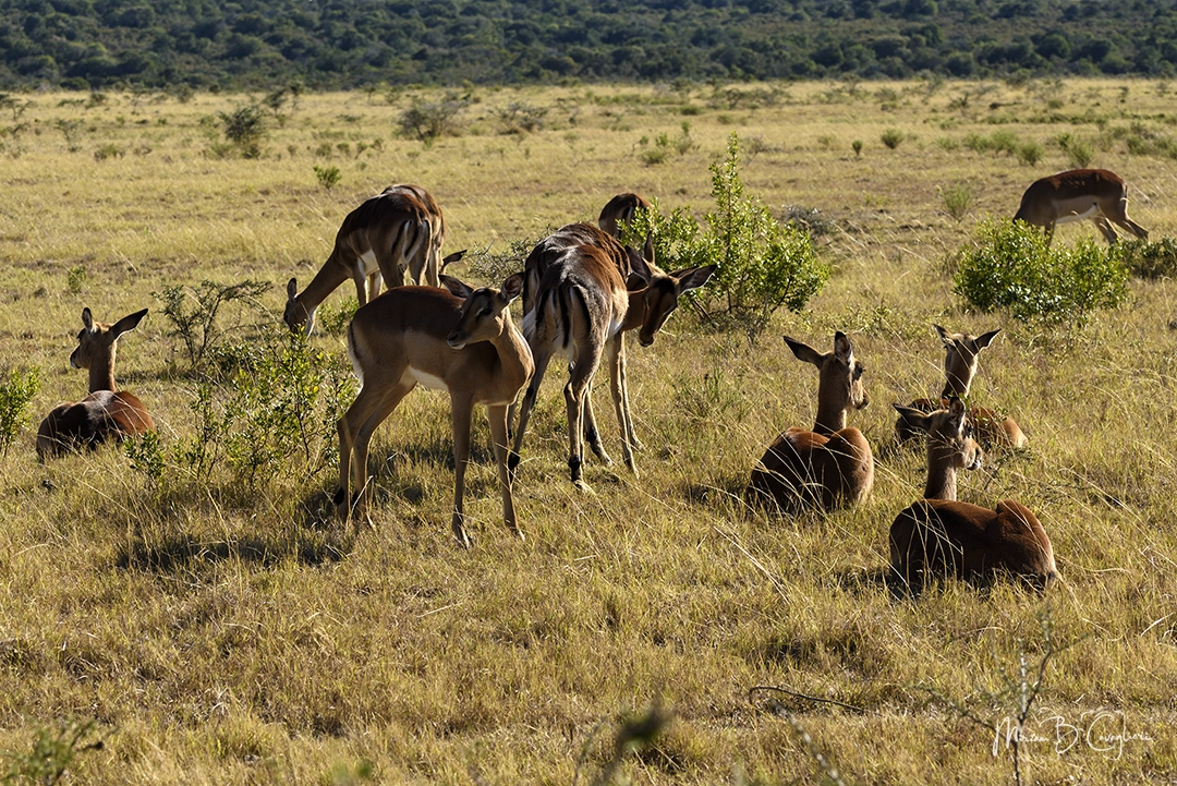 Impala