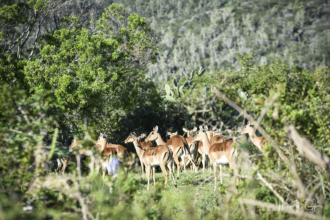 Impala