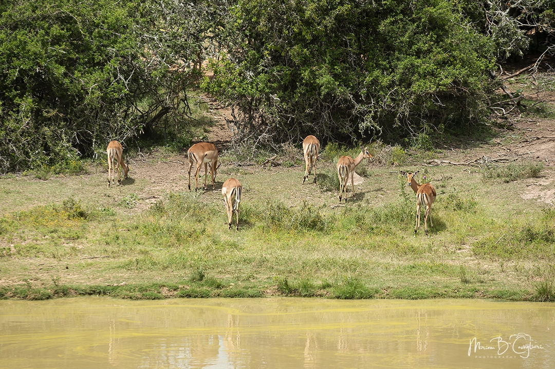 Impala
