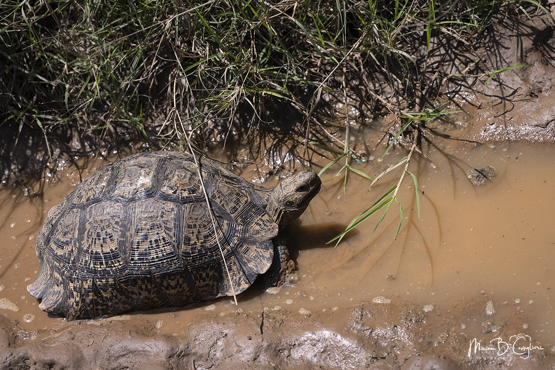Tortoise