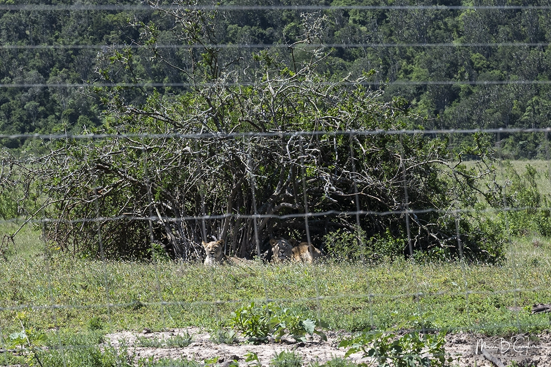 Lions in the bush