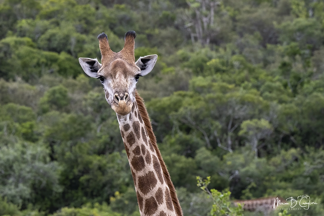 Giraffe looking at me