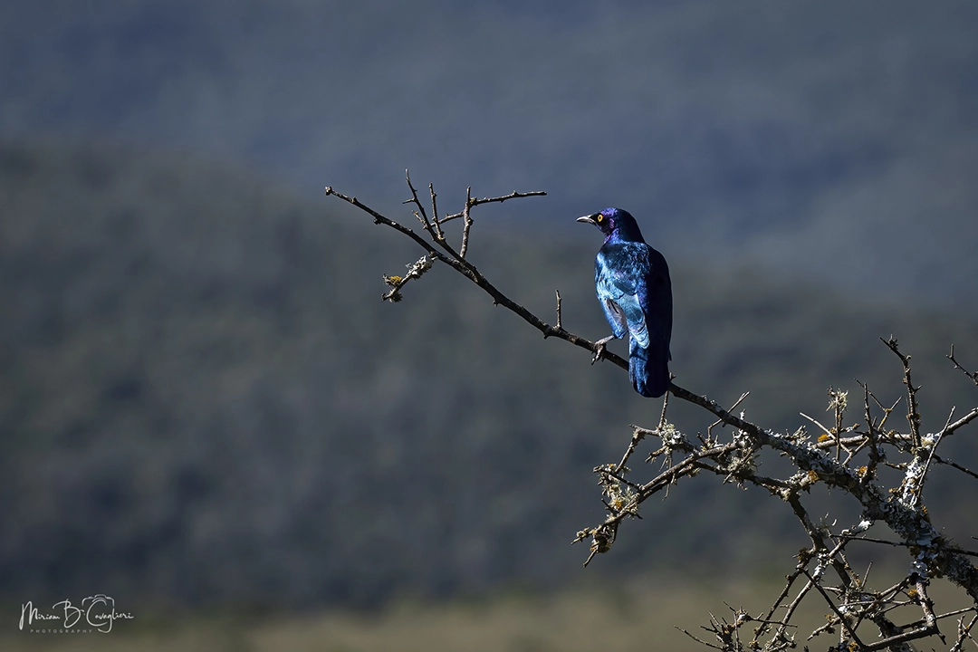 Starling
