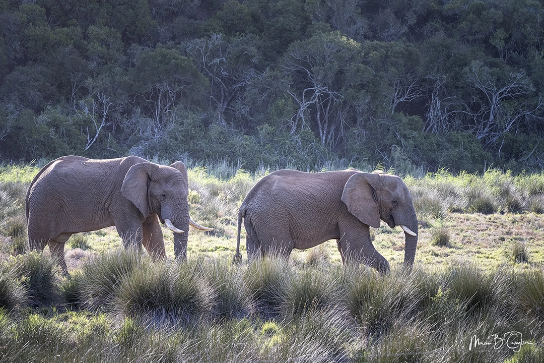 Elephants