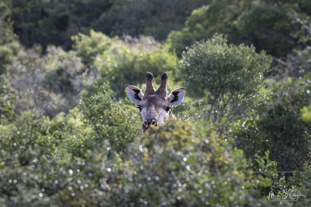 Giraffe peeking through the leaves