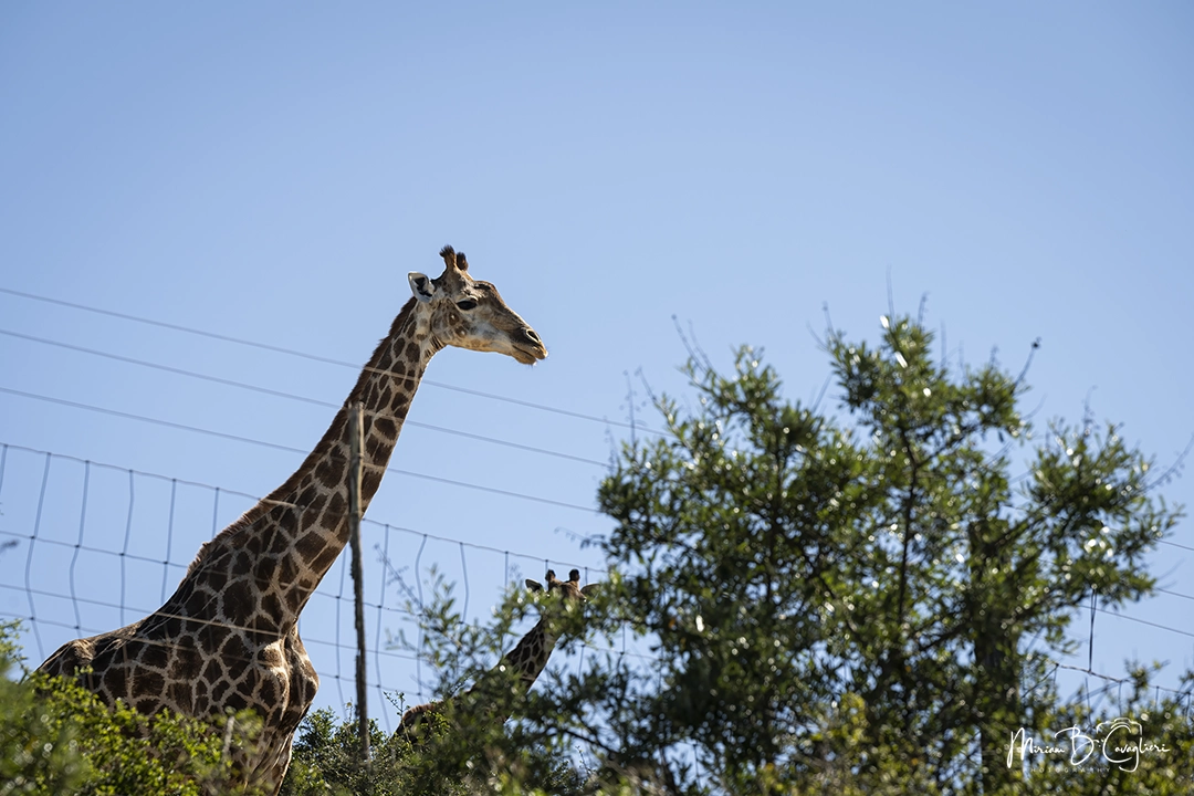 Giraffe very close to the fence
