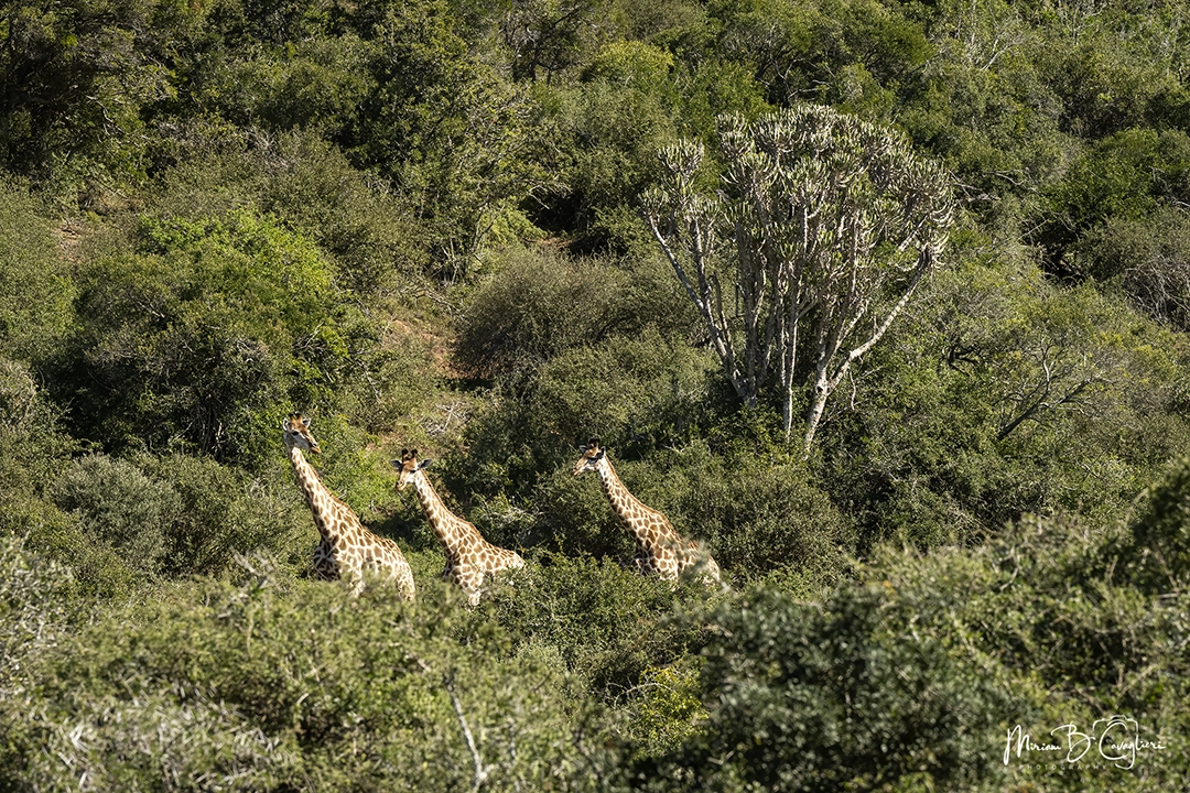 3 giraffes