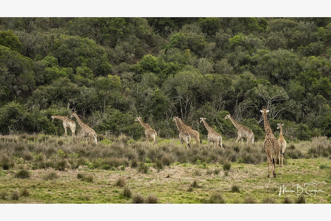 Big group of giraffes