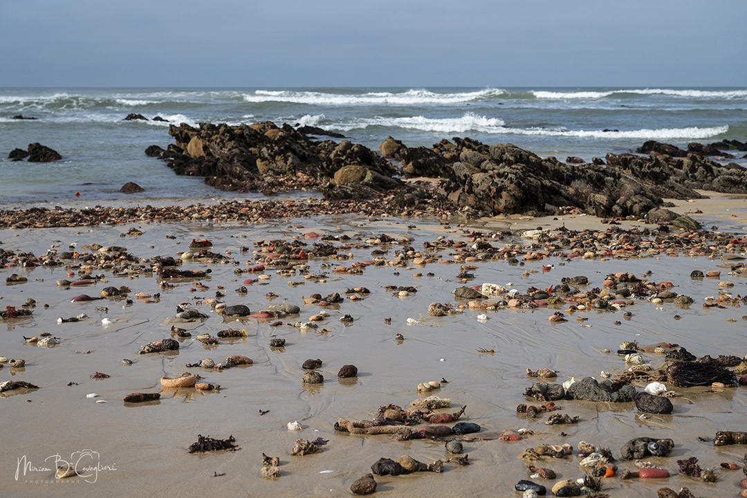 Riet River to Seal Rock