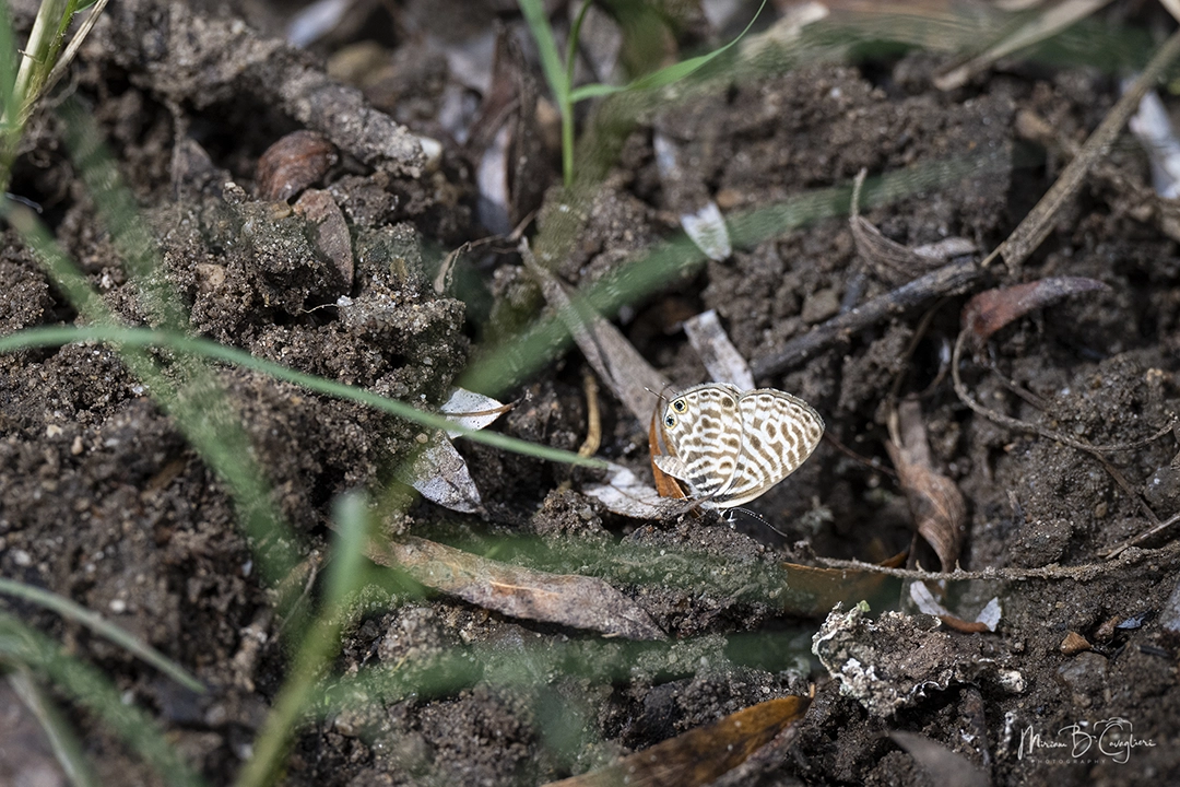 Three Valleys Nature Reserve