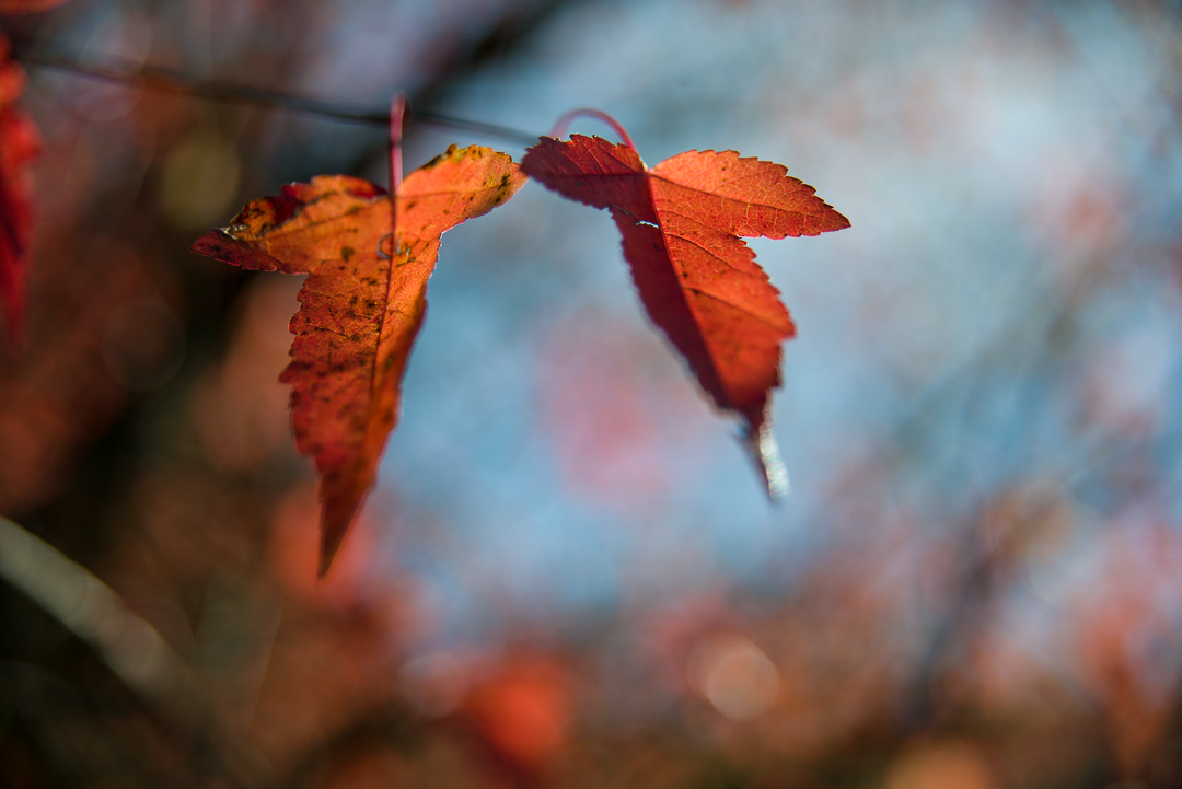 I colori dell'autunno