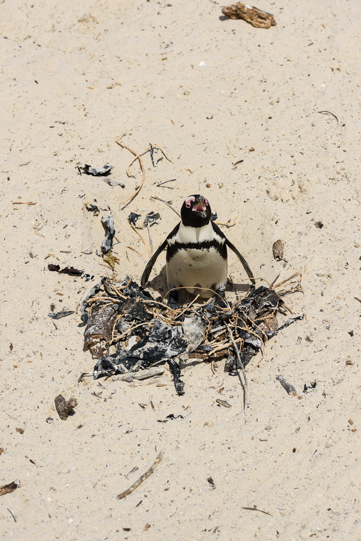 Boulder Penguin Colony