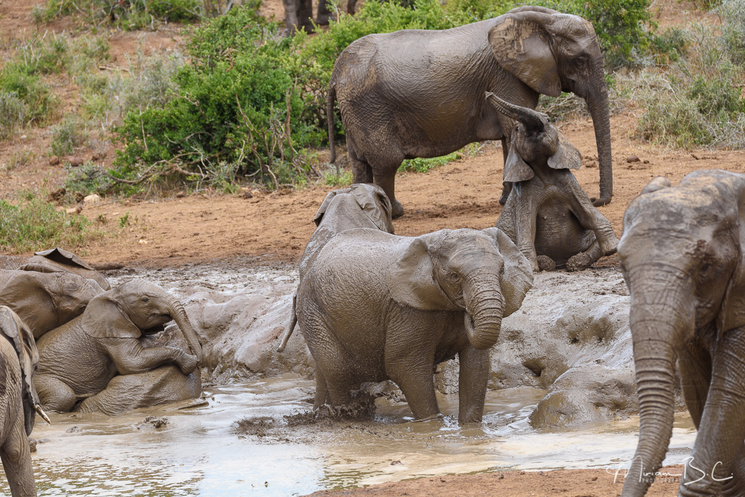 Addo Elephant National Park