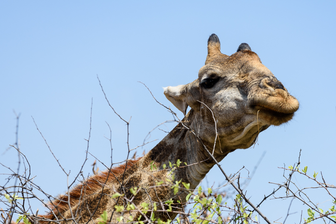 Pilanesberg National Park