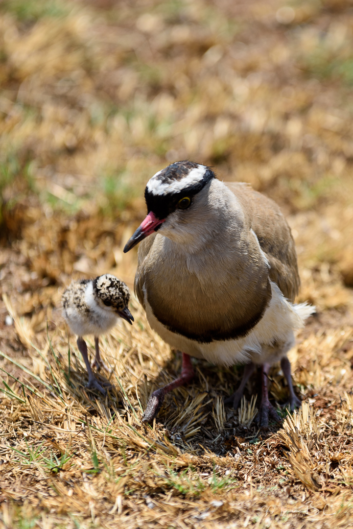 Rietvlei Nature Reserve