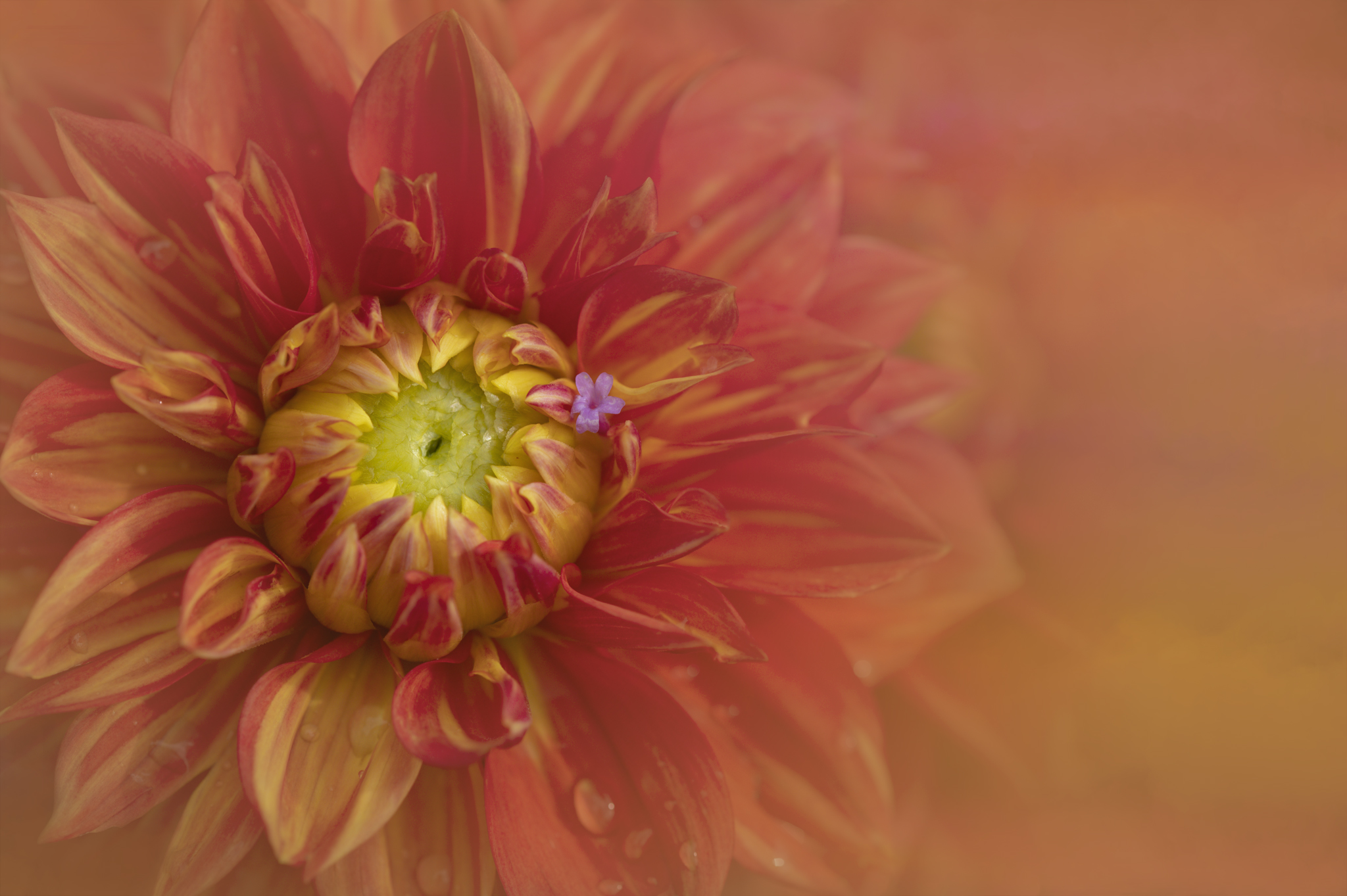 My painterly flowers collection