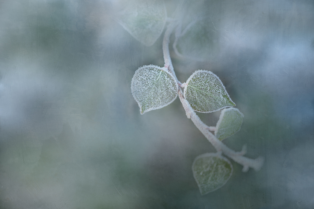 Frozen nature