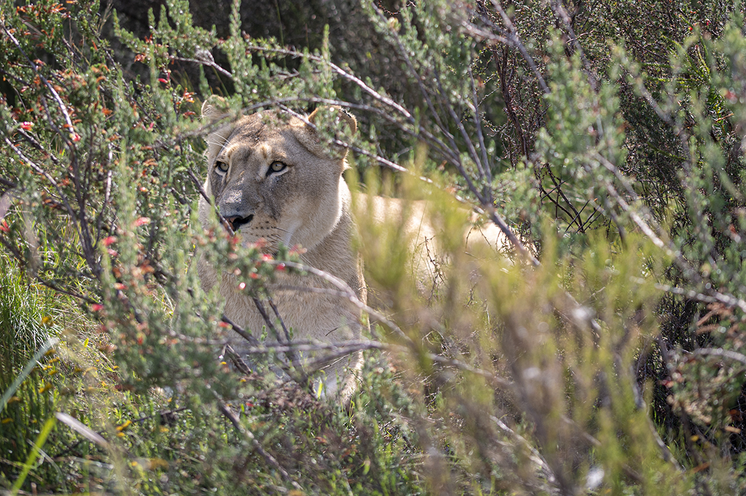 Mountain Zebra National Park