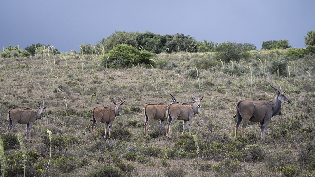 Addo Elephant National Park