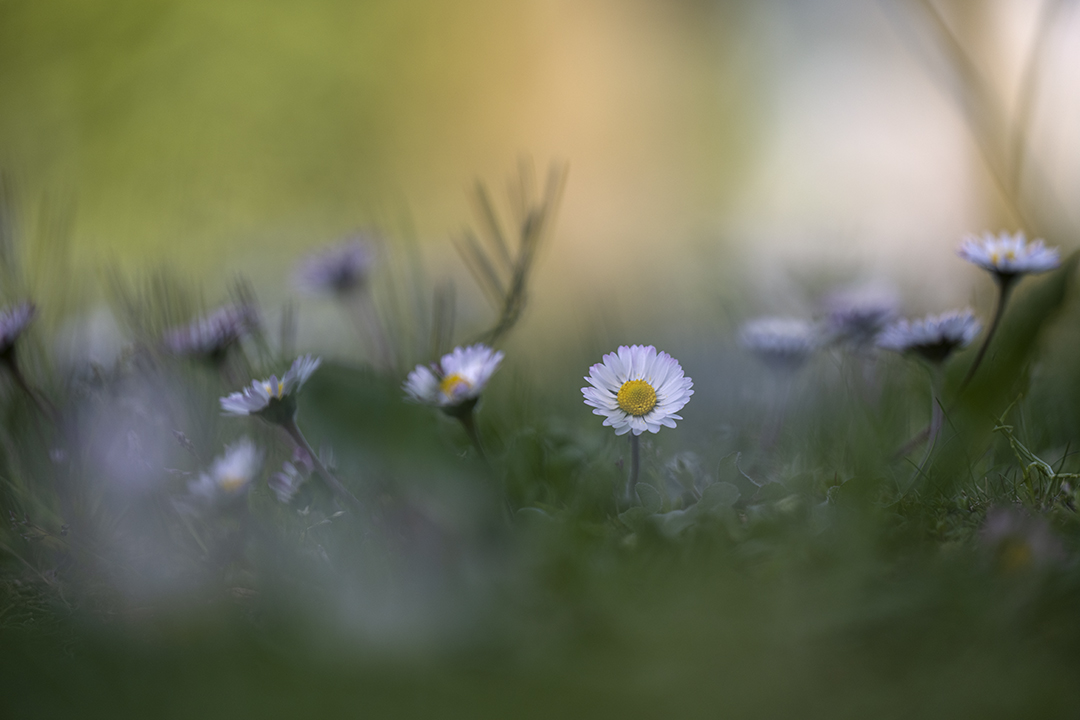 Fiorellini nel sottobosco