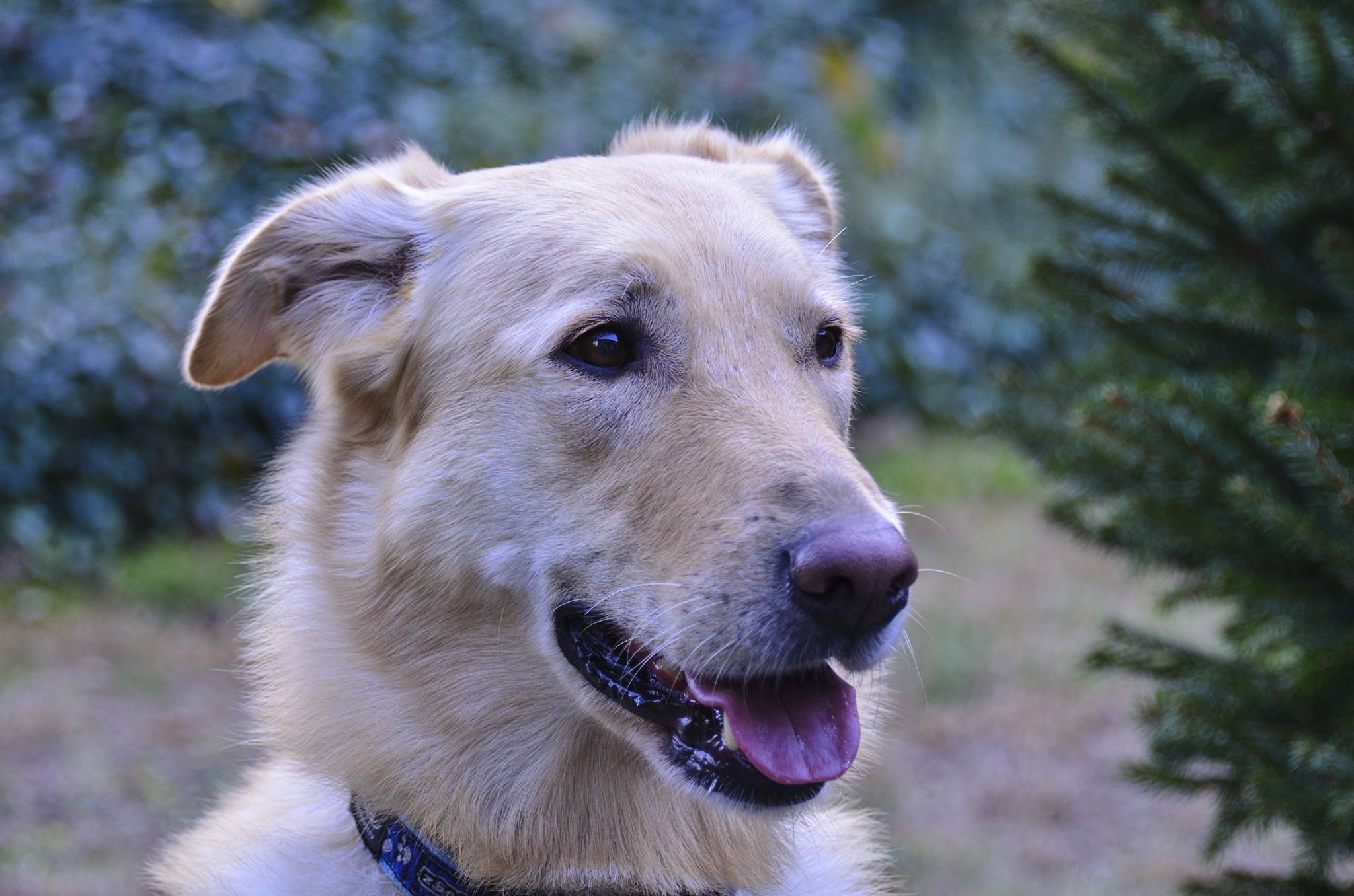 Tommy sul Monte Tamaro con noi