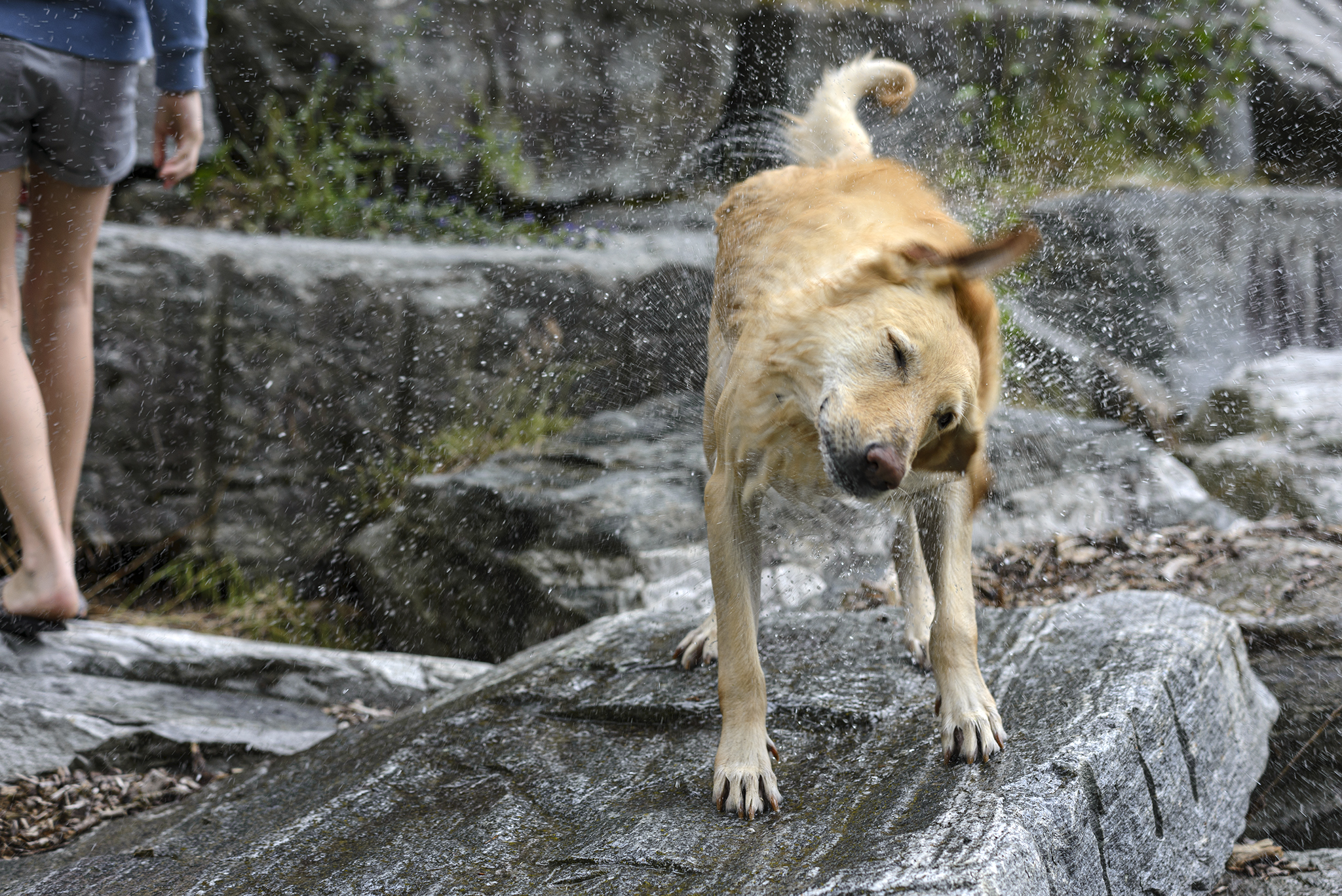 e poi si scute per asciugarsi e bagnando noi