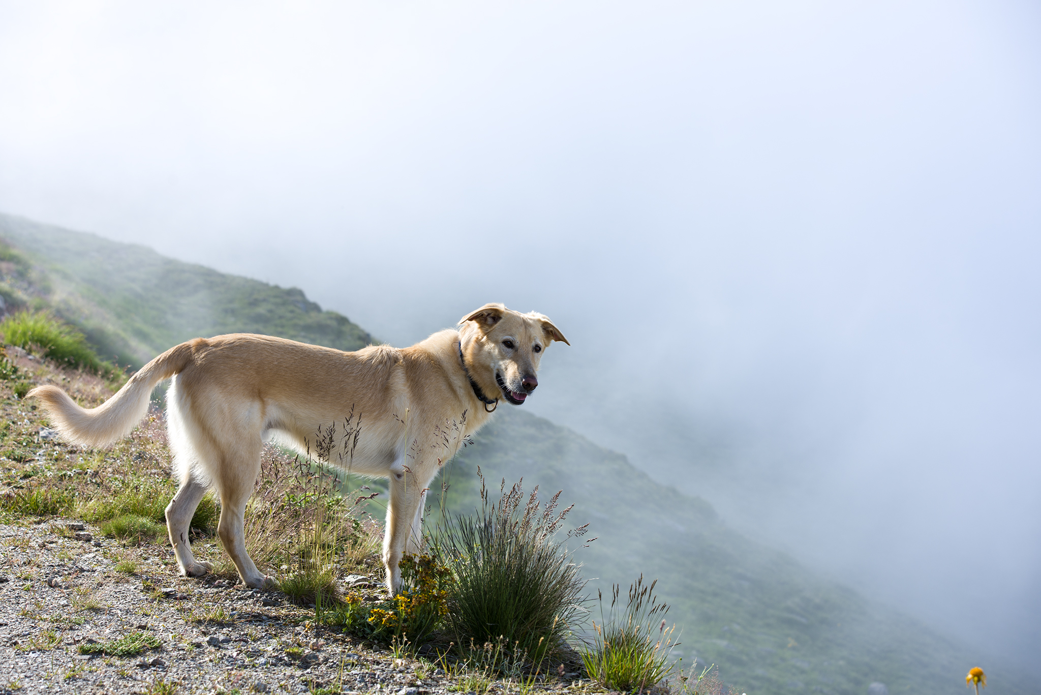 Tommy sul Jakobshorn
