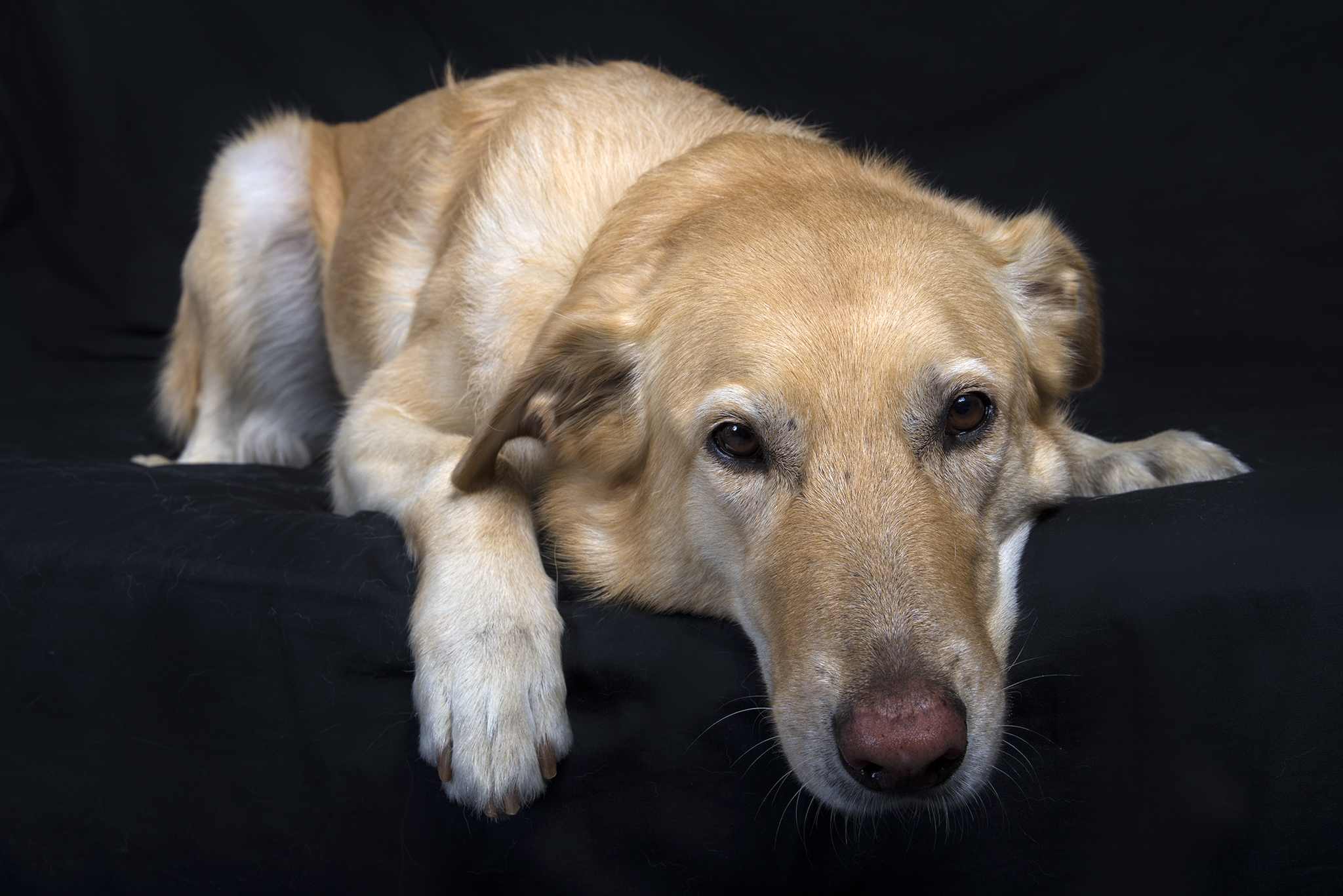 Tommy in studio, stanco di fare da modello?