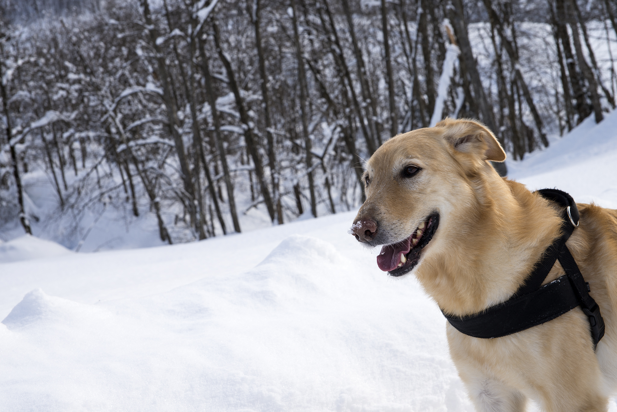 La neve gli piaceva proprio tanto